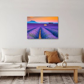Obraz - Levanduľové pole (70x50 cm)