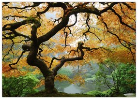 Sklenený obraz žltého japonského javora, Portland, Oregon (70x50 cm)