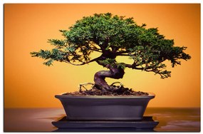 Obraz na plátne - Bonsai 1244A (100x70 cm)