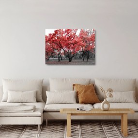 Sklenený obraz - Červené stromy, Central Park, New York (70x50 cm)