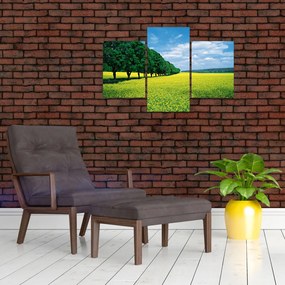 Obraz poľa s alejou (90x60 cm)