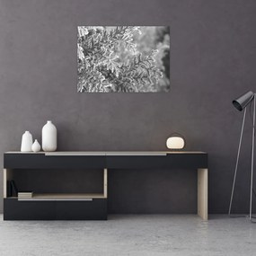 Sklenený obraz - Smrekový les (70x50 cm)