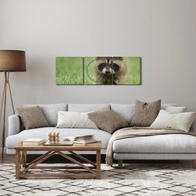 Obraz mývala (s hodinami) (90x30 cm)
