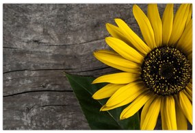 Obraz - Kvet slnečnice (90x60 cm)