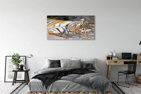 Obraz na akrylátovom skle Ležiace tiger 125x50 cm