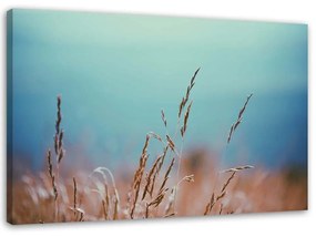 Obraz na plátně Tráva Příroda RostlinyTyrkysová - 100x70 cm