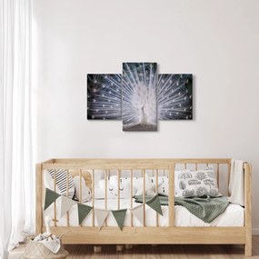 Obraz - Biely páv (90x60 cm)