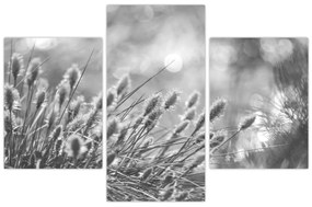 Obraz - Béžová soft grass N⁰1 (90x60 cm)