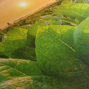 Obraz - Pole (90x60 cm)