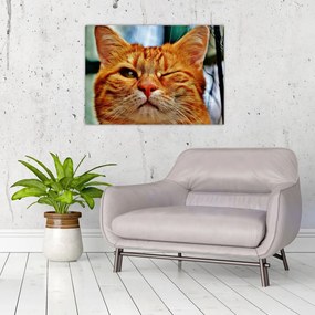 Obraz žmurkajúce mačky (70x50 cm)