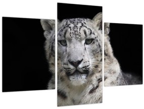 Obraz - Leopard snežný (90x60 cm)