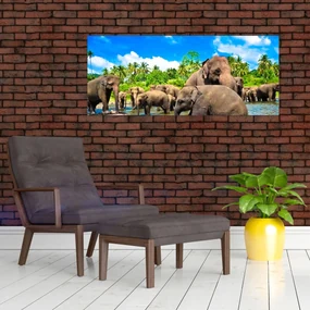 Obraz - Slony, Sri Lanka (120x50 cm)