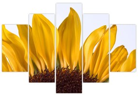 Obraz kvetu slnečnice