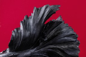 Ozdobná rybka Crowntail 65cm čierna