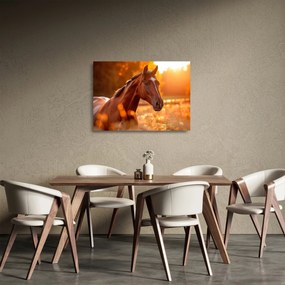 Sklenený obraz - Kôň v západe slnka (70x50 cm)