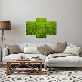 Obraz trávy (90x60 cm)