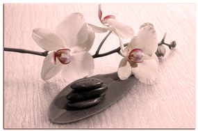 Obraz na plátne - Kvety orchidei 162FA (100x70 cm)