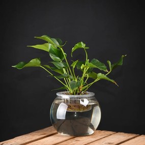 Skleník na rastliny Esschert Design, výška 17,6 cm