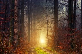 Samolepiaca fototapeta tajomný jesenný les