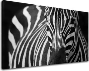 Obraz na stenu ZVIERATÁ ZV044E11