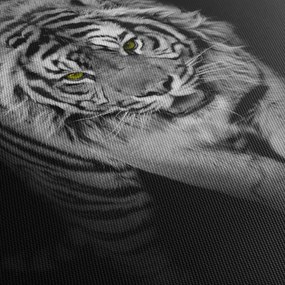 Obraz - Tiger so žltými očami (150x105 cm)