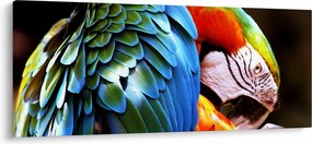 Obraz - Papagáj (120x50 cm)