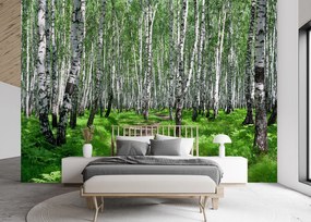 Gario Fototapeta Brezový les Materiál: Vliesová, Rozmery: 300 x 210 cm