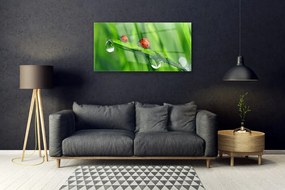 Skleneny obraz Lienka tráva kvapky 125x50 cm