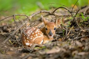 Fotografia Newborn white-tailed deer fawn on forest floor, jared lloyd, (40 x 26.7 cm)