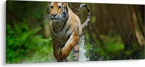 Obraz bežiaceho tigra (120x50 cm)