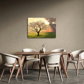 Obraz stromu na lúke (70x50 cm)