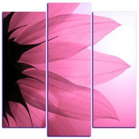 Obraz na plátne - Slnečnica kvet - štvorec 3201VC (105x105 cm)
