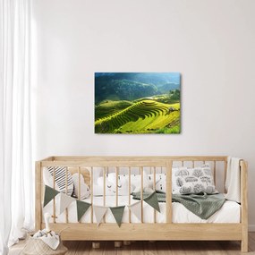 Obraz - Koncert ryžových terás (70x50 cm)