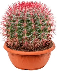 Kaktus Ferocactus stainesii ball 25x35 cm