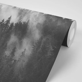 Fototapeta les v čiernobielej hmle - 150x100