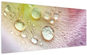 Obraz - Kvapky rosy (120x50 cm)