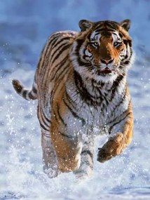RAVENSBURGER Puzzle Tiger v snehu 500 dielikov