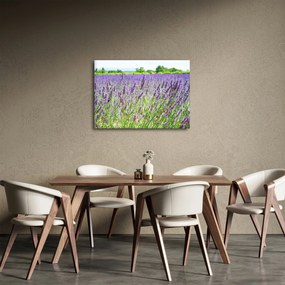 Obraz poľa s levanduľou (70x50 cm)