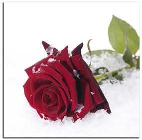 Obraz na plátne - Ruža na snehu - štvorec 3103A (50x50 cm)