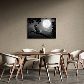 Sklenený obraz - Nočná sova, čiernobiela (70x50 cm)