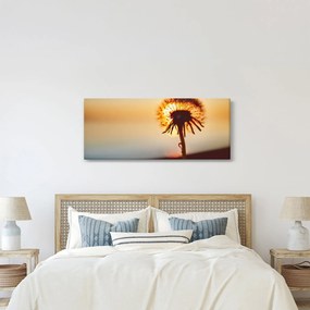 Obraz Púpavy v západe slnka (120x50 cm)