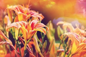 Nádherná samolepiaca fototapeta oranžové kvety