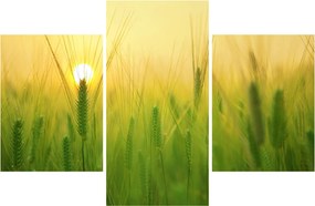 Obraz - Pole s obilím (90x60 cm)