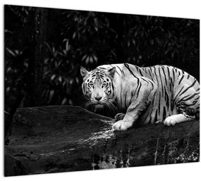 Sklenený obraz - Tiger albín, čiernobiely (70x50 cm)