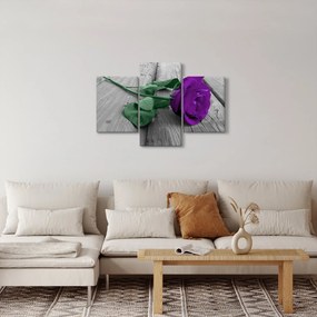 Obraz - Fialová ruža so zelenou stonkou (90x60 cm)