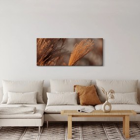 Obraz - Kortadéria (120x50 cm)