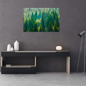 Obraz - Borovicový les (90x60 cm)