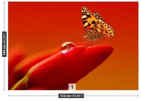 Fototapeta Vliesová Motýľ tulipán 416x254 cm