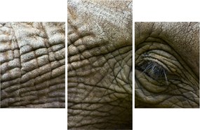 Obraz - Detailné fotografie starého slonieho oka (90x60 cm)