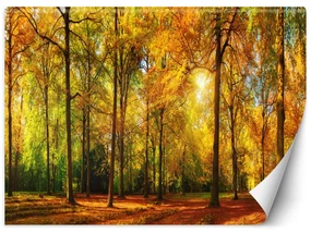 Gario Fototapeta Jesenný les Materiál: Vliesová, Rozmery: 300 x 210 cm